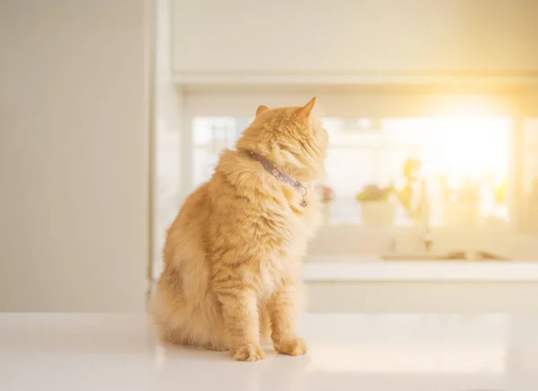 Güneşli bir mutfak masasında yatarken güzel Kızıl uzun saçlarını kedi — Stok fotoğraf