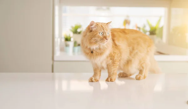 Ginger bonito gato de cabelo longo deitado na mesa da cozinha em um ensolarado — Fotografia de Stock