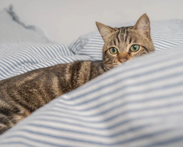Belo gato de cabelo curto deitado na cama em casa — Fotografia de Stock