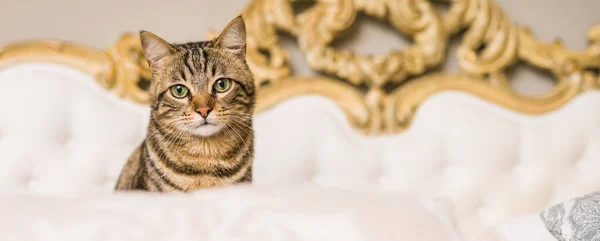 Hermoso gato de pelo corto acostado en la cama en casa — Foto de Stock