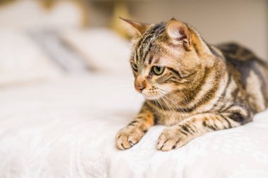 Evdeki yatakta yatan güzel kısa saçlı kedi.