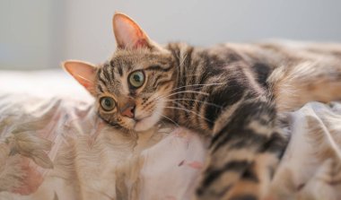 Evdeki yatakta yatan güzel kısa saçlı kedi.