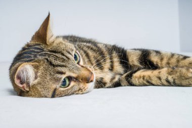 Evdeki yatakta yatan güzel kısa saçlı kedi.