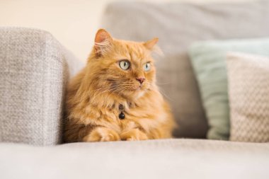 Güneşli bir günde evde kanepede yatan güzel kızıl uzun saçlarını kedi