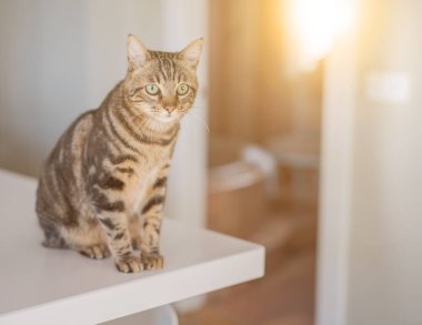 Kısa saç sevimli kedi evde meraklı ve snooping seyir
