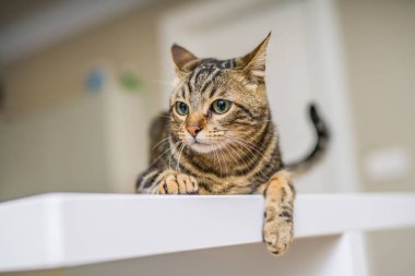 Güzel kısa saç kedi evde beyaz masanın üzerinde yatan