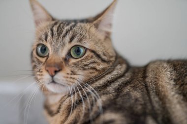 Güzel kısa saç kedi evde yerde yatarken