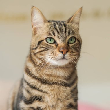 Evdeki yatakta yatan güzel kısa saçlı kedi.