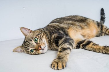 Evdeki yatakta yatan güzel kısa saçlı kedi.