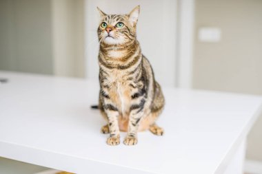 Kısa saç sevimli kedi evde meraklı ve snooping seyir