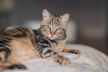 Evdeki yatakta yatan güzel kısa saçlı kedi.