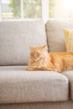 Güneşli bir günde evde kanepede yatan güzel kızıl uzun saçlarını kedi