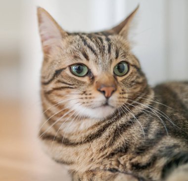 Güzel kısa saç kedi evde yerde yatarken