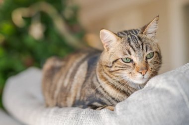 Güzel kısa saç kedi evde kanepede yalan