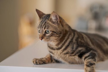 Güzel kısa saç kedi evde beyaz masanın üzerinde yatan