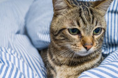 Evdeki yatakta yatan güzel kısa saçlı kedi.