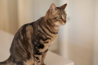 Evde beyaz masaya oturan güzel kısa saç kedi