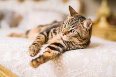 Evdeki yatakta yatan güzel kısa saçlı kedi.