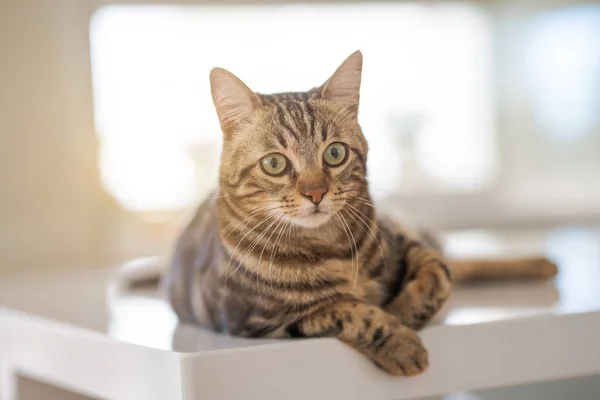 Коротковолосая Кошка Лежит Дома Белом Столе — стоковое фото