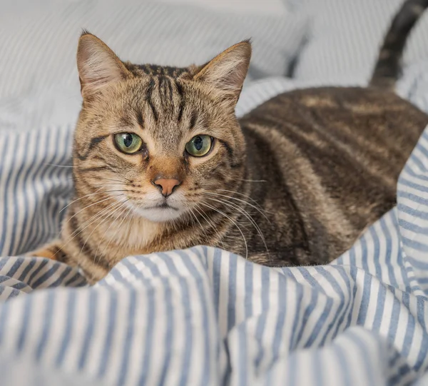 Hermoso Gato Pelo Corto Acostado Cama Casa —  Fotos de Stock