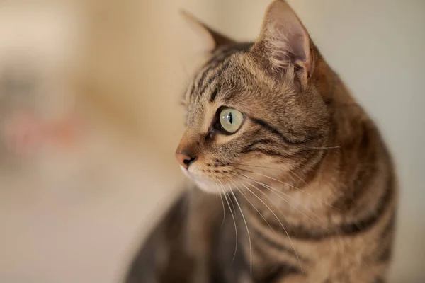 Hermoso gato de pelo corto sentado en la mesa blanca en casa —  Fotos de Stock