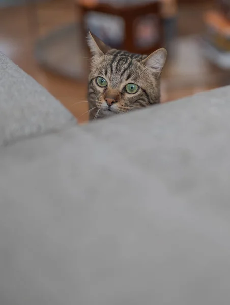 Schattig Kort Haar Kat Kijken Nieuwsgierig Snooping Thuis Spelen Verstoppertje — Stockfoto
