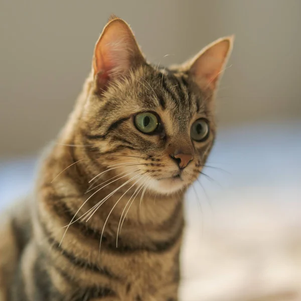 Bellissimo Gatto Pelo Corto Sdraiato Sul Letto Casa — Foto Stock