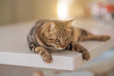 Güzel kısa saç kedi evde beyaz masanın üzerinde yatan