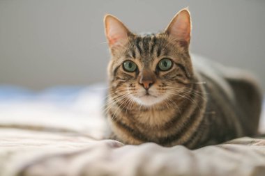 Evdeki yatakta yatan güzel kısa saçlı kedi.