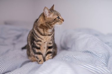 Evdeki yatakta yatan güzel kısa saçlı kedi.