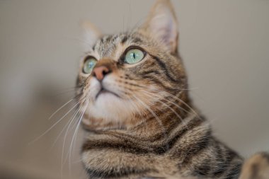 Kısa saç sevimli kedi evde meraklı ve snooping seyir