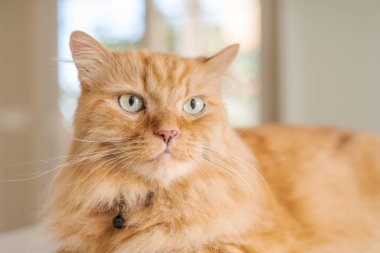 Güneşli bir günde evde mutfak masanın üzerinde yatan güzel kızıl uzun saçlarını kedi