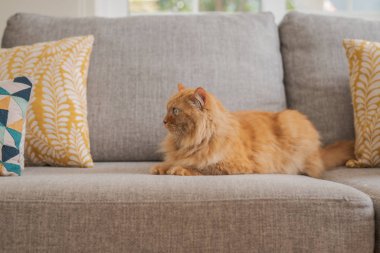 Güneşli bir günde evde kanepede yatan güzel kızıl uzun saçlarını kedi