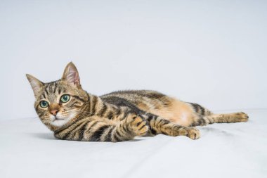 Evdeki yatakta yatan güzel kısa saçlı kedi.