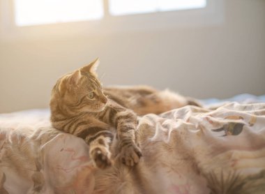 Evdeki yatakta yatan güzel kısa saçlı kedi.