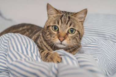 Evdeki yatakta yatan güzel kısa saçlı kedi.