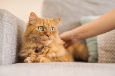 Güneşli bir günde evde kanepede yatan güzel Kızıl uzun saçlarını kedi sarılma