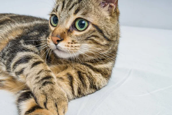 Vacker Kort Hår Katt Liggande Sängen Hemma — Stockfoto