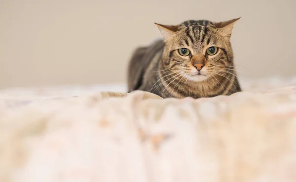 Hermoso Gato Pelo Corto Acostado Cama Casa — Foto de Stock