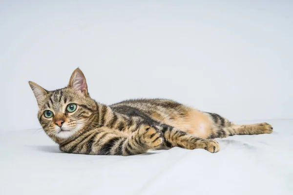 Beau Chat Cheveux Courts Couché Sur Lit Maison — Photo