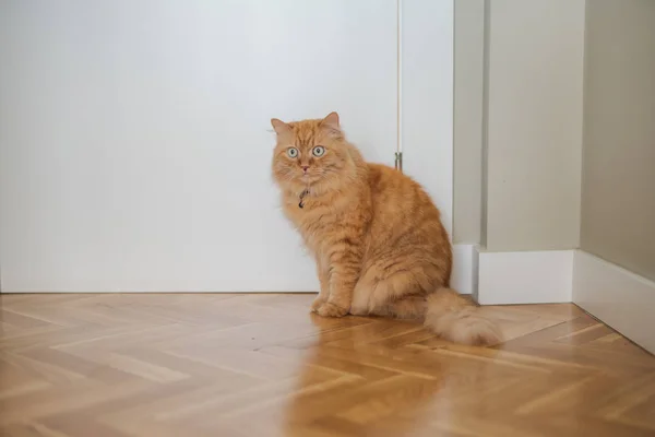 집에서 바닥에 주위를 고양이 — 스톡 사진