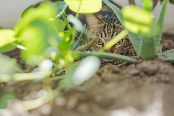 Schöne Kurzhaarkatze Spielt Mit Pflanzen Garten Einem Sonnigen Tag Hause — Stockfoto