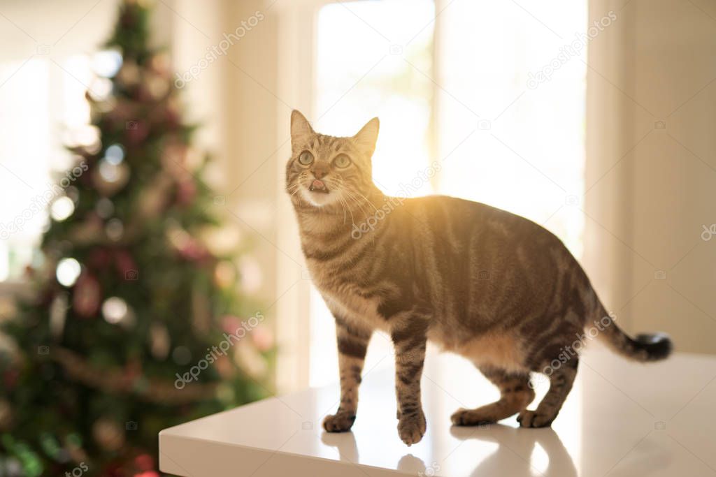 Beautiful short hair cat sitting on white table at home with christmas tree at the background