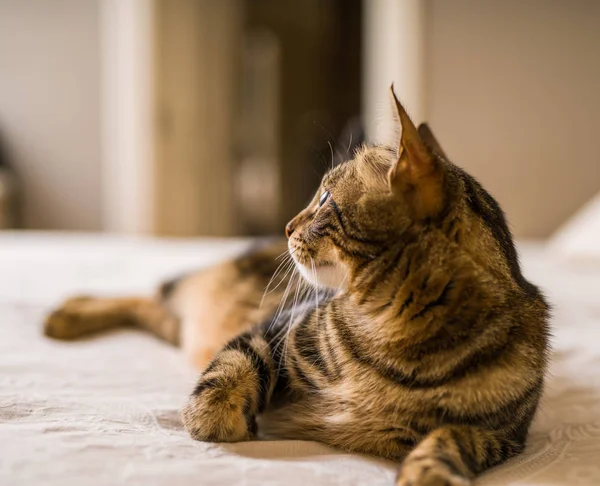 Evdeki Yatakta Yatan Güzel Kısa Saçlı Kedi — Stok fotoğraf