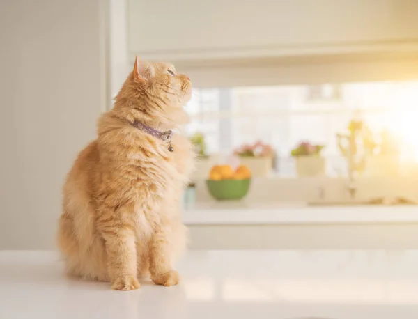 Vackra Ingefära Lång Hår Katt Liggande Köksbordet Solig Dag Hemma — Stockfoto
