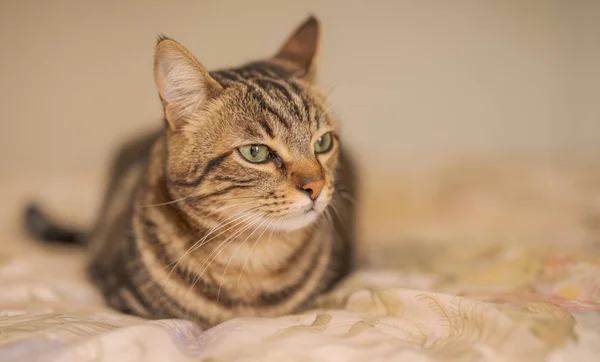 Bellissimo Gatto Pelo Corto Sdraiato Sul Letto Casa — Foto Stock