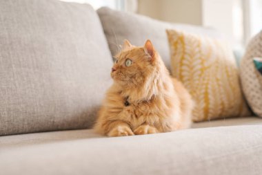 Güneşli bir günde evde kanepede yatan güzel kızıl uzun saçlarını kedi