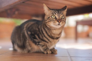 Güzel kısa saç kedi oynama ve ev bahçe katında yatan