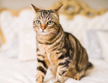 Evdeki yatakta yatan güzel kısa saçlı kedi.