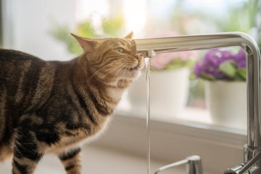 Güzel kısa saç kedi içme suyu musluk mutfak at